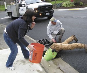 City of Federal Way employee Eric Fox helped rescue eight baby ducks that had fallen into a storm drain May 19 on SW 325th Place near Silver Lake Elementary School.