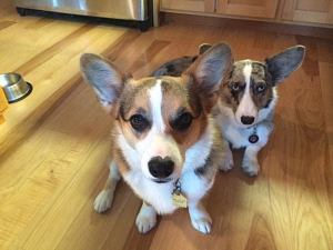 Simply Paws is hosting the fundraiser 'Tail of Two Corgis' from 6:30-8:30 p.m. on Feb. 28.