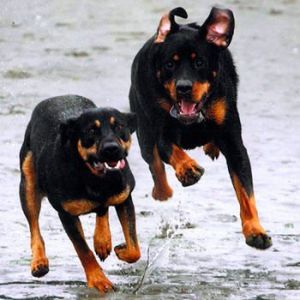 Federal Way hounds Tank and Max