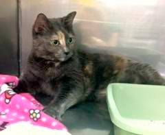 Freckles is available for adoption.