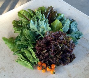 Lakota Community Garden donated over 3 pounds of produce to the Multi-Service Center on June 26.