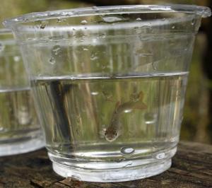 The city is partnering with Federal Way Public Schools on a project called Storming the Sound with Salmon. On April 23