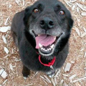 Angie is available for adoption in Kent.