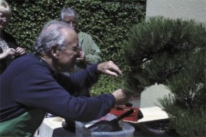 Joel Schwarz works as a volunteer plucking the third year growth of a tree at the Pacific Rim Bonsai Collection. Despite the garden closing