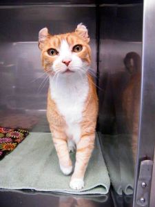 Flynn is available for adoption.