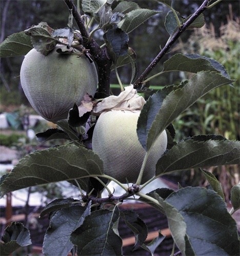 Nylons are used to keep the apples in the Federal Way Senior Center's community garden free from pests. The organic fruits and vegetables grown in the garden are given to senior citizens and low-income residents. An Aug. 29 wine and cooking Harvest Celebration fundraising event will go toward sustaining the garden.