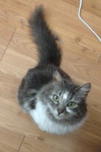 Sylvie is available for adoption in Federal Way.