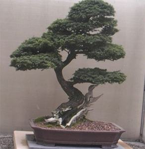 The Pacific Rim Bonsai Collection