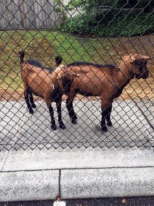 Federal Way police are seeking the owner of these two male goats that police found wandering in Federal Way on Saturday morning.
