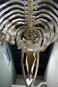 This 40-foot gray whale skeleton hangs from the ceiling of Highline Community College's MaST Center in Redondo.