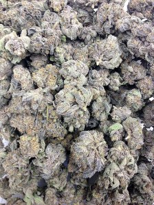 A pile of high-grade marijuana buds. This strain is called Grand Daddy Purple