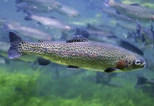 Rainbow trout
