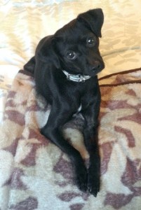 Hailey is available for adoption in Federal Way.