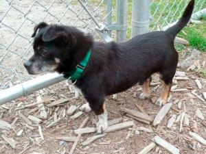 Toby is available for adoption in King County.