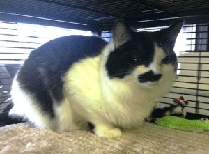 Alice is available for adoption at Simply Paws in Federal Way.
