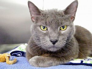 Emily the cat is available for adoption.