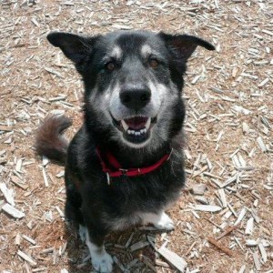 Rolf is available for adoption in Kent.