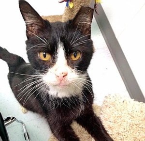 Theon is a 10-year-old male