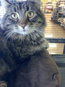 Cooper is available for adoption in Federal Way.