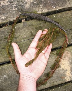 Milfoil is an invasive plant species found at Steel Lake. Milfoil can overtake a body of water in a season