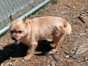 Walter is available for adoption.