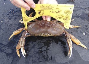 Shellfish