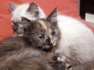 Another service the Humane Society provides is a low-cost spay/neuter procedure for 'free-roaming' cats. One issue that the Humane Society runs into is that it's more difficult to adopt out cats than dogs