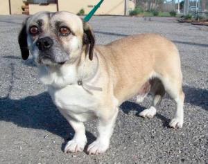 Kelso is available for adoption in Federal Way.