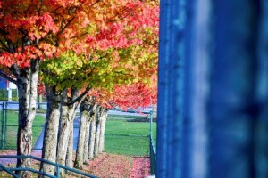 Colorful fall foilage at Celebration Park.