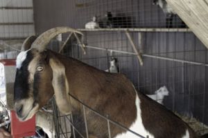 Taking a few safety precautions can help reduce the chance of getting sick after spending time with animals or their surroundings.