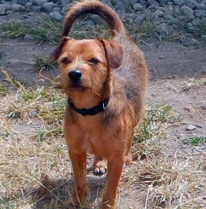 Timmy is this week's Pet of the Week.