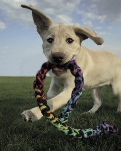 South King Fire and Rescue recently received three donated oxygen mask kits to help first responders aid pets.