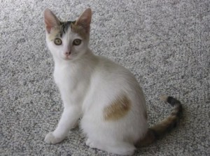 Patty and Don MacDougall's cat
