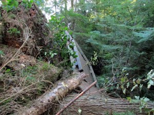 West Hylebos wetlands is closed due to damage from the storm that caused trees to fall.