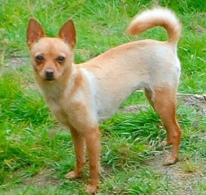 Darla is available for adoption in Federal Way.