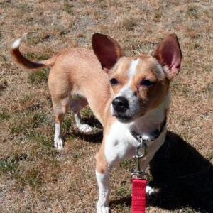 Sophie the Chihuahua mix is available for adoption.