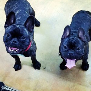 Don't forget to take special care of your pets during the holidays.