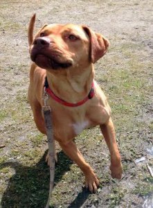 Ginger is available for adoption in Federal Way.