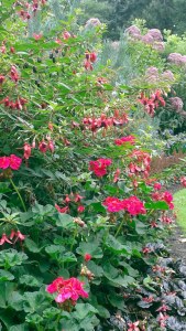 Fuchsia Days will be hosted at PowellsWood Garden Sept. 8-12