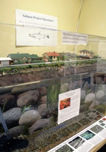 The Salmon in City Hall project illustrates how common household activities add to the pollution of the city's streams