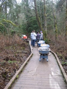 Volunteers wheel barrow material to help rebuild the boardwalk.