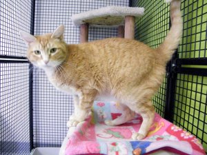 Cuddie is available for adoption in Kent.