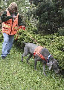 Sadie sniffs some bushes for a missing cat while pet detective in-training Amy Adams leads her.
