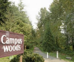 Orange paint on a section of the West Campus Trail near South 325th Place outlines areas where cottonwood trees have uprooted the asphalt. The city plans to remove the approximately 60 dangerous trees before the end of the year. They will be replaced with more appropriate species for the given location.