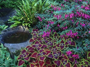 Flowers from the genus fuchsia will be on display at PowellsWood Garden Sept. 15-17. Contributed photo