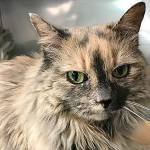 Adopt Bon Jovi the cat | Pet of the Week