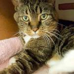 Meet Tabitha | Pet of the Week