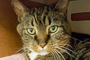 Meet Tabitha | Pet of the Week