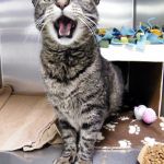 Meet Felicia | Pet of the Week