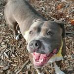 Meet Kona | Pet of the Week